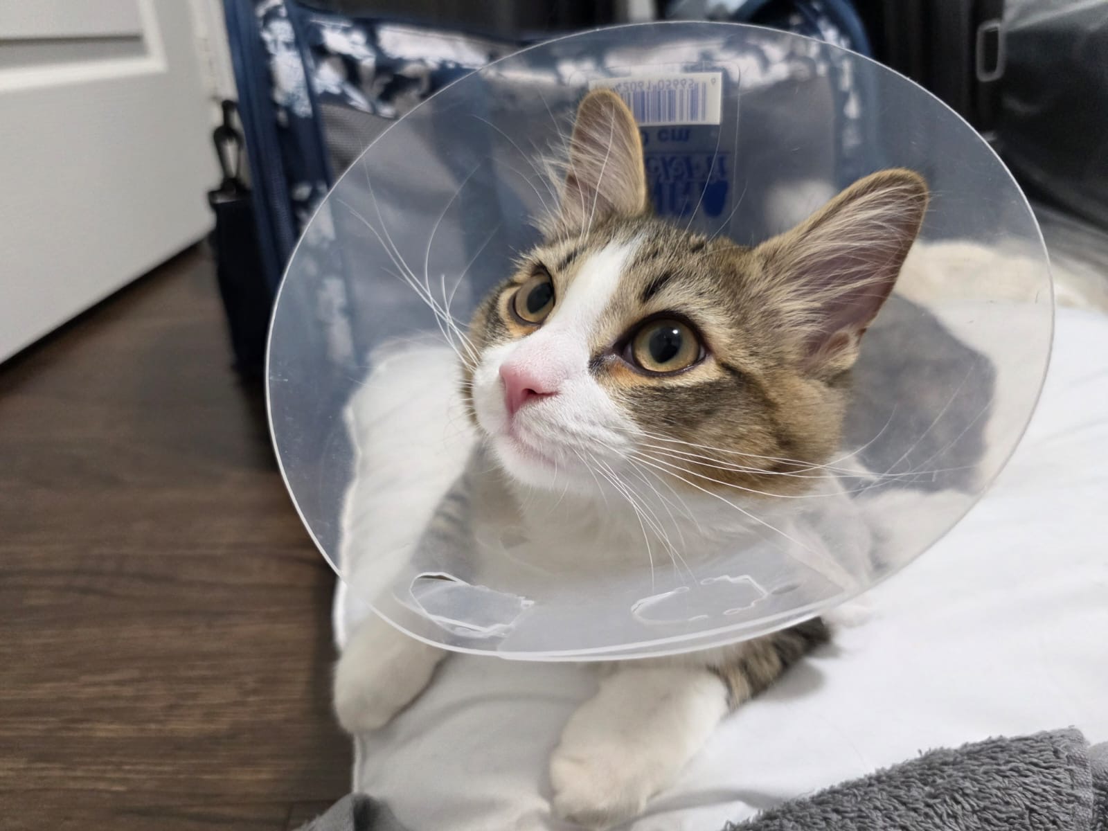 加拿大养猫一年花多少钱？新手真实账本公开