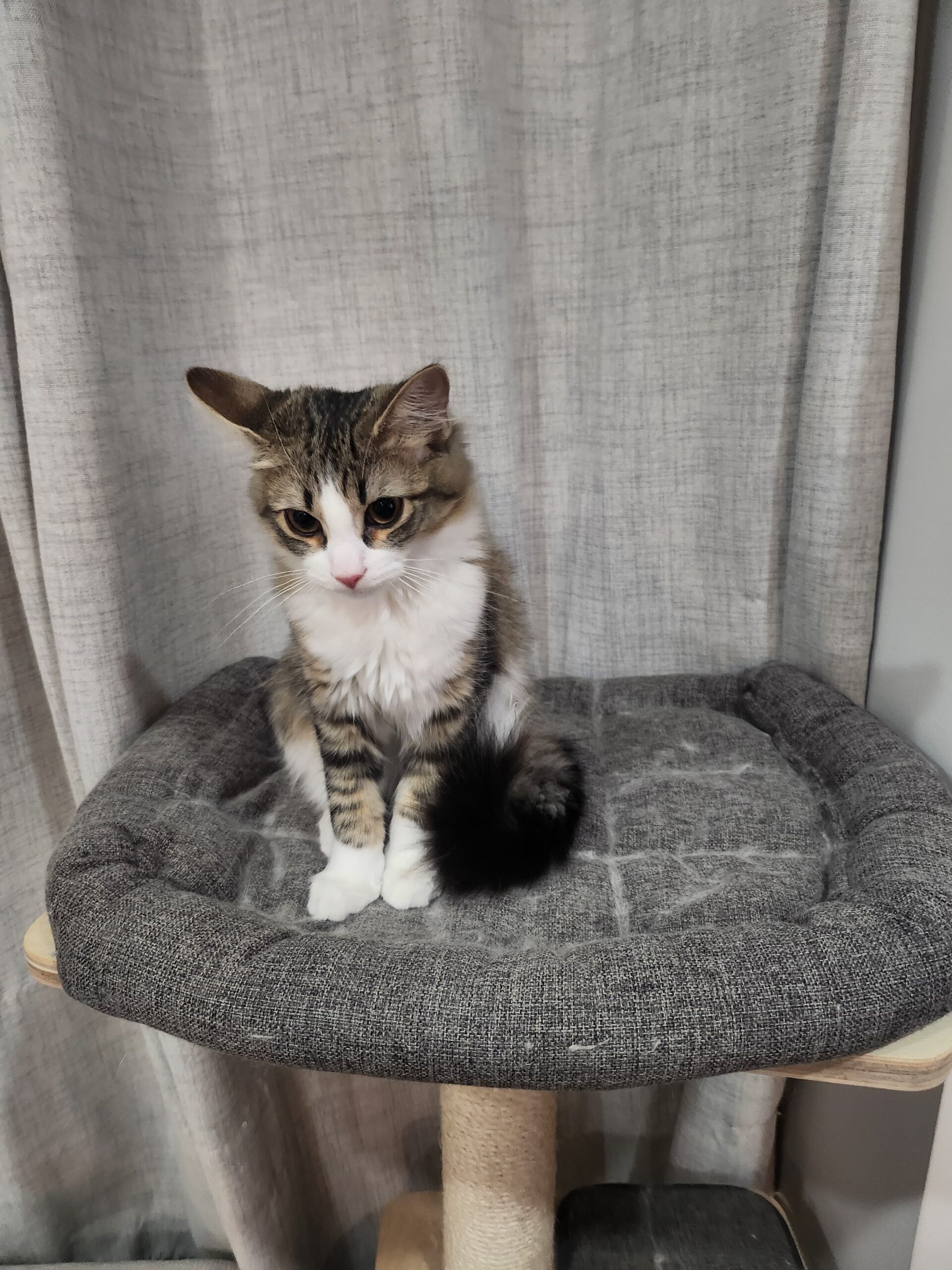 和猫猫一起生活真的会让人变得更柔软